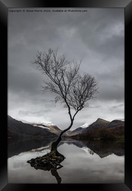 Lonely Tree Framed Print by Steve Morris