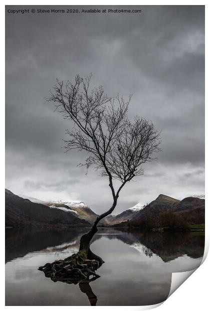 Lonely Tree Print by Steve Morris