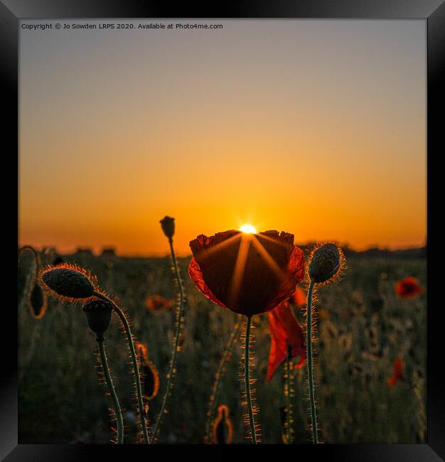 Poppy at Sunset Framed Print by Jo Sowden