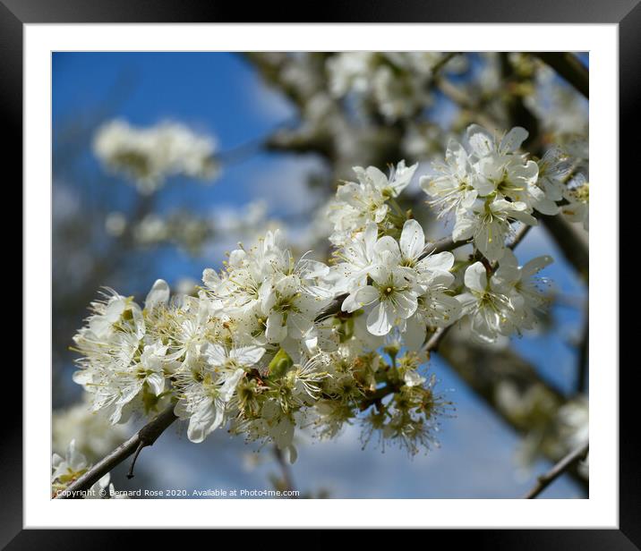 Blossom Tree Framed Mounted Print by Bernard Rose Photography