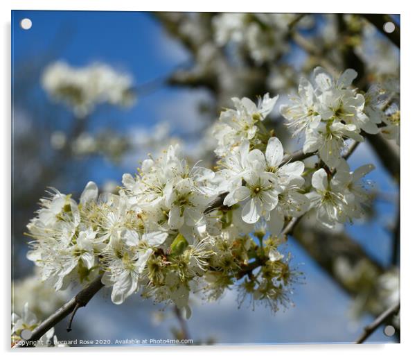 Blossom Tree Acrylic by Bernard Rose Photography