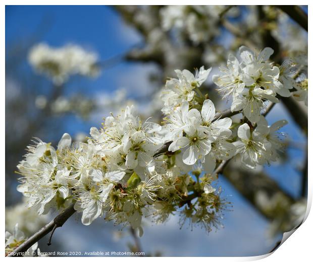Blossom Tree Print by Bernard Rose Photography