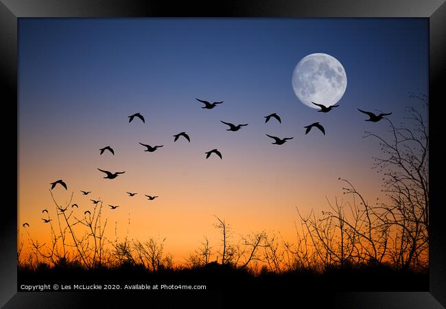 Majestic Seagulls Soaring at Twilight Framed Print by Les McLuckie