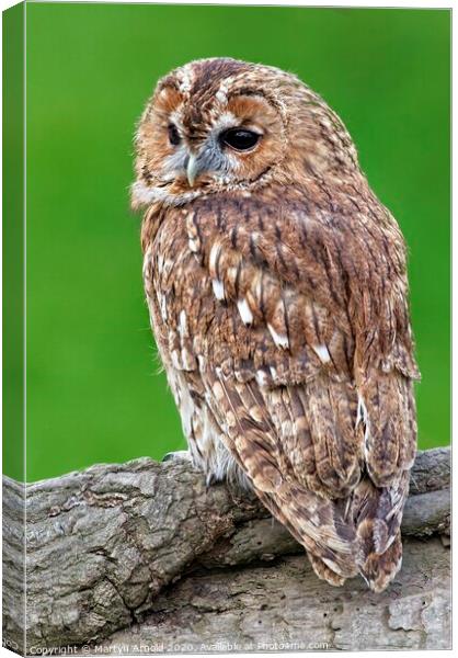 Tawny Owl, British Birds of Prey Canvas Print by Martyn Arnold