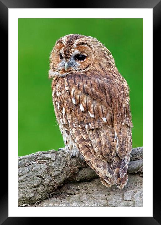 Tawny Owl, British Birds of Prey Framed Mounted Print by Martyn Arnold