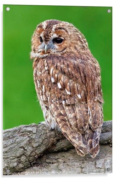 Tawny Owl, British Birds of Prey Acrylic by Martyn Arnold