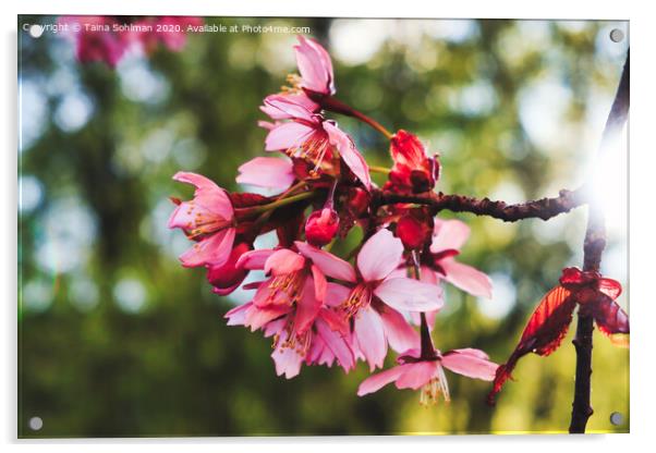 Pink Cherry Blossoms  Acrylic by Taina Sohlman