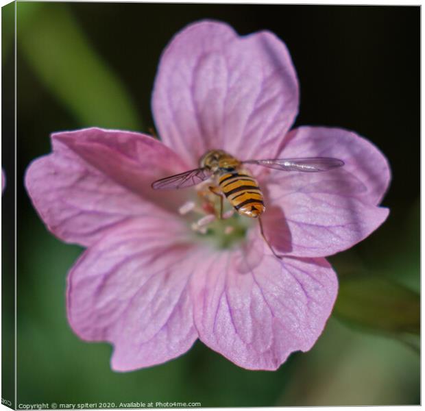 Beautiful Pink Flower with a Beautiful HoneyBee Canvas Print by mary spiteri