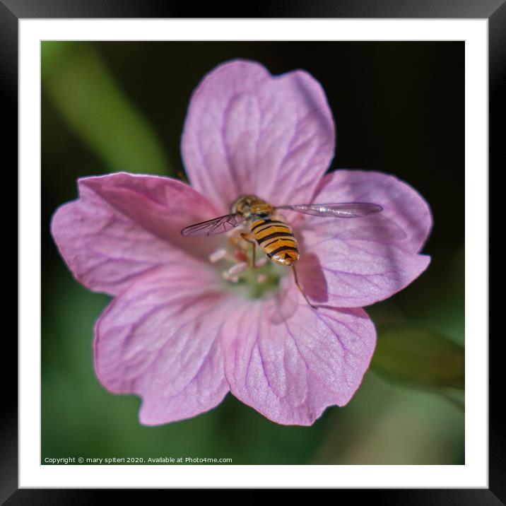 Beautiful Pink Flower with a Beautiful HoneyBee Framed Mounted Print by mary spiteri