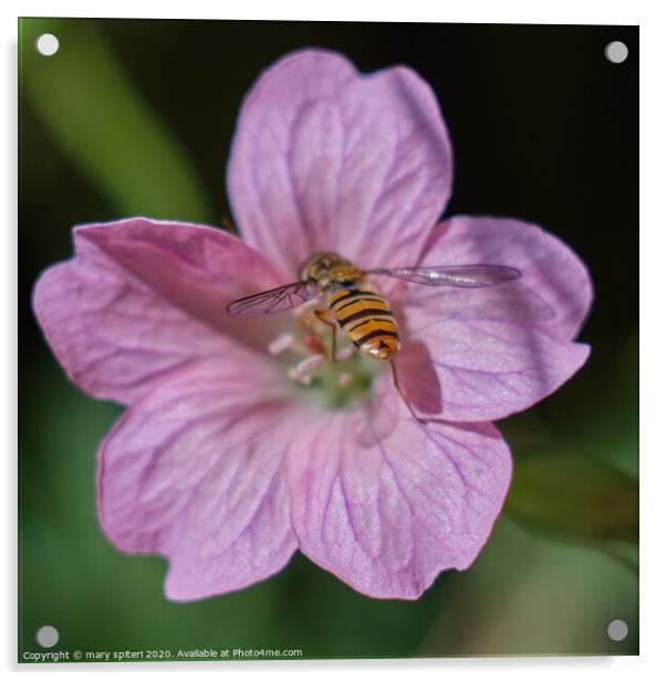 Beautiful Pink Flower with a Beautiful HoneyBee Acrylic by mary spiteri