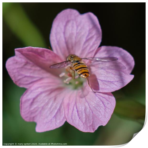 Beautiful Pink Flower with a Beautiful HoneyBee Print by mary spiteri