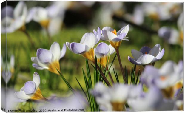White Crocus in a meadow Canvas Print by Imladris 