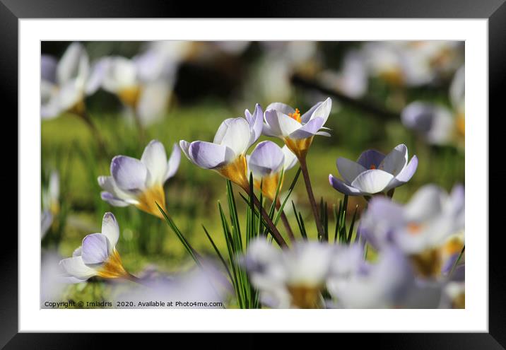 White Crocus in a meadow Framed Mounted Print by Imladris 