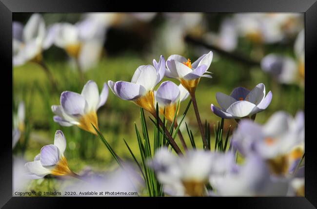 White Crocus in a meadow Framed Print by Imladris 