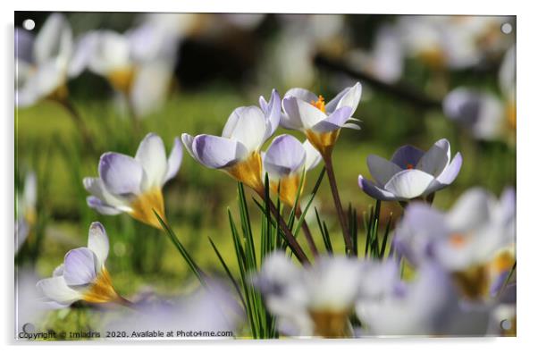 White Crocus in a meadow Acrylic by Imladris 
