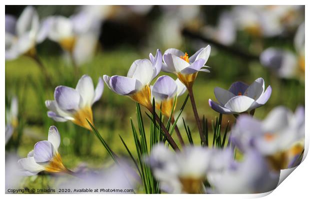 White Crocus in a meadow Print by Imladris 