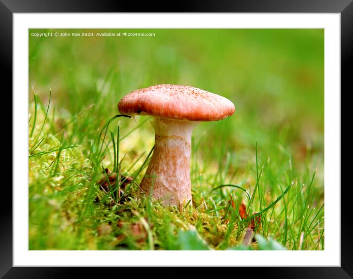Mushroom Framed Mounted Print by John Rae