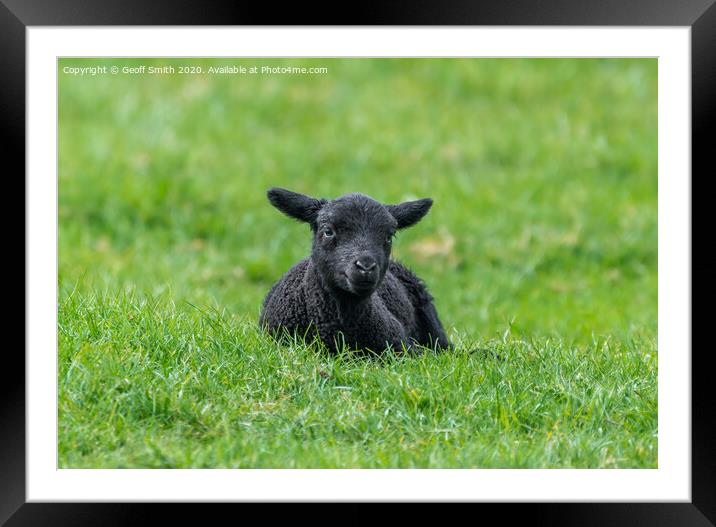Black lamb resting on grass Framed Mounted Print by Geoff Smith