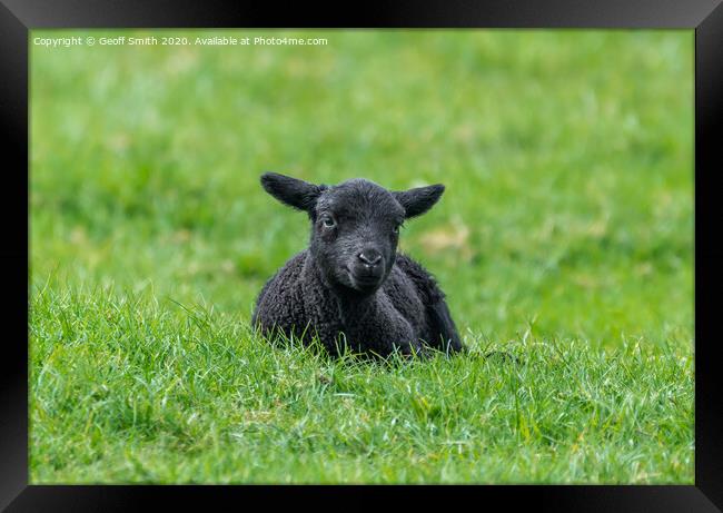 Black lamb resting on grass Framed Print by Geoff Smith