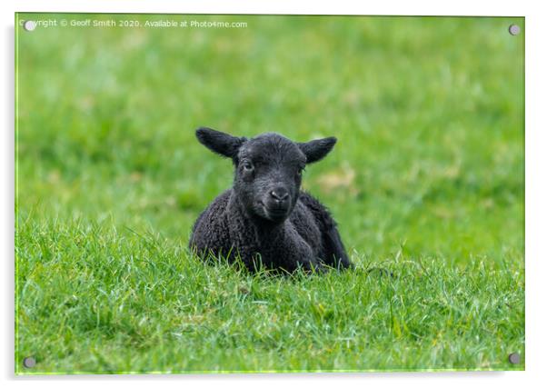 Black lamb resting on grass Acrylic by Geoff Smith