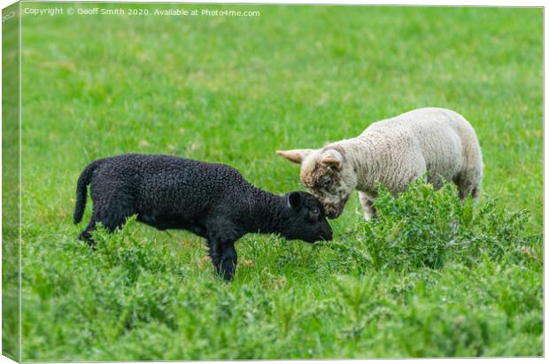 Black and white lambs making friends Canvas Print by Geoff Smith