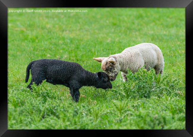 Black and white lambs making friends Framed Print by Geoff Smith