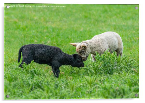 Black and white lambs making friends Acrylic by Geoff Smith