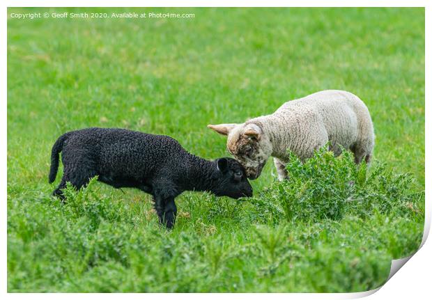Black and white lambs making friends Print by Geoff Smith