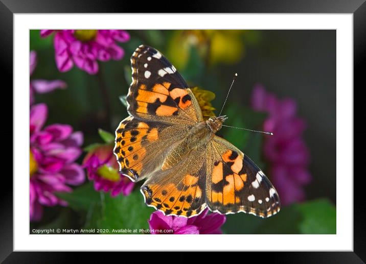 Painted Lady Butterfly (Vanessa cardui) Framed Mounted Print by Martyn Arnold