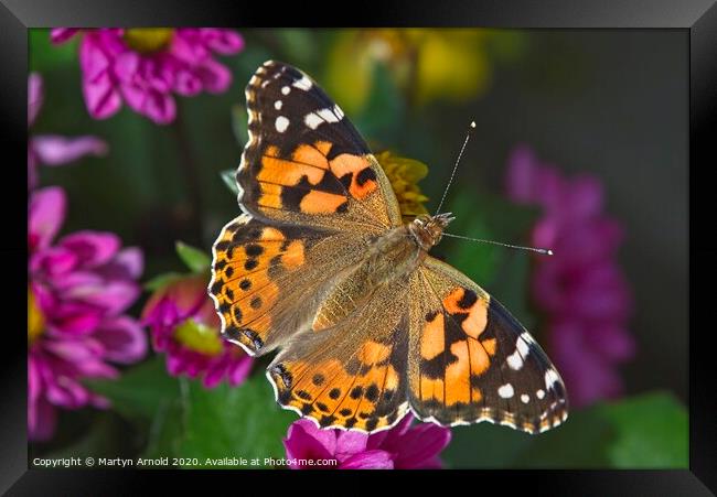 Painted Lady Butterfly (Vanessa cardui) Framed Print by Martyn Arnold