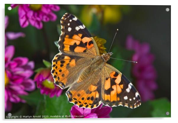 Painted Lady Butterfly (Vanessa cardui) Acrylic by Martyn Arnold
