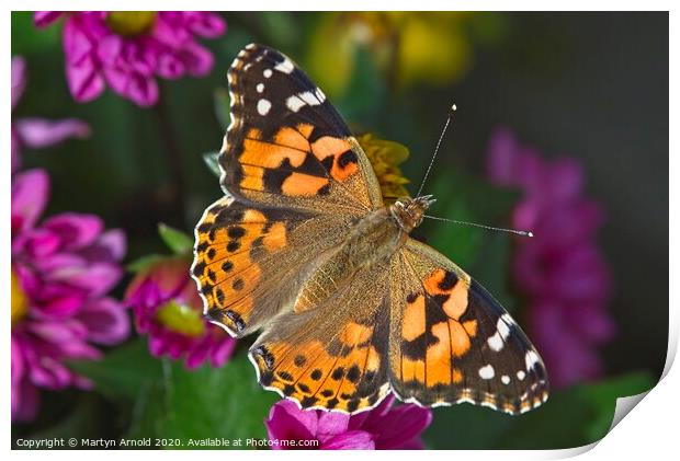 Painted Lady Butterfly (Vanessa cardui) Print by Martyn Arnold