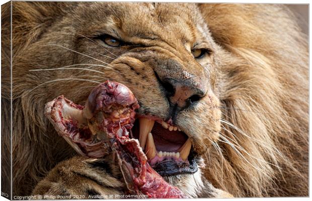 Lion Eating Raw Meat Canvas Print by Philip Pound