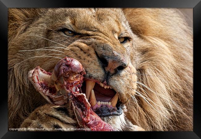 Lion Eating Raw Meat Framed Print by Philip Pound
