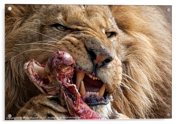 Lion Eating Raw Meat Acrylic by Philip Pound