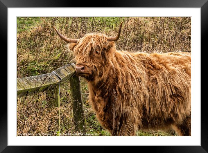 Highland Cattle, derbyshire  Framed Mounted Print by Holly Burgess
