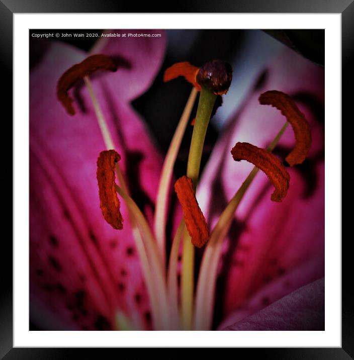 stargazer lily  (Digital Art) Framed Mounted Print by John Wain