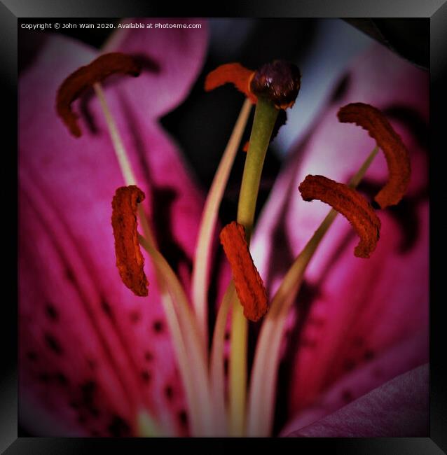 stargazer lily  (Digital Art) Framed Print by John Wain
