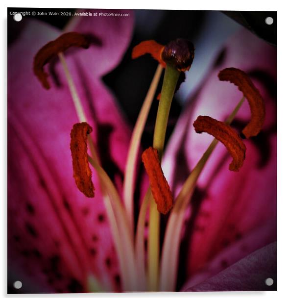 stargazer lily  (Digital Art) Acrylic by John Wain