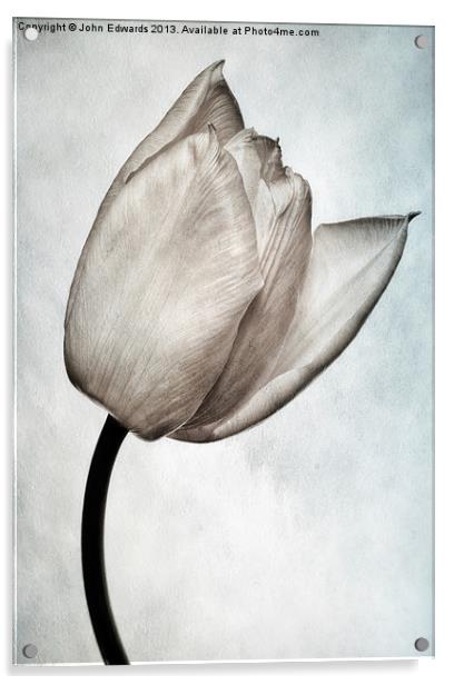 Toned Tulip Acrylic by John Edwards