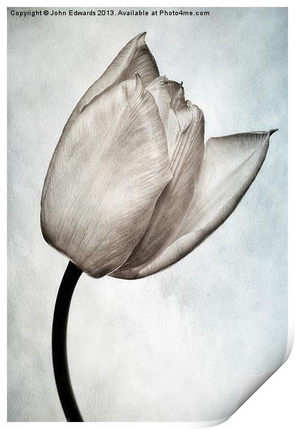 Toned Tulip Print by John Edwards