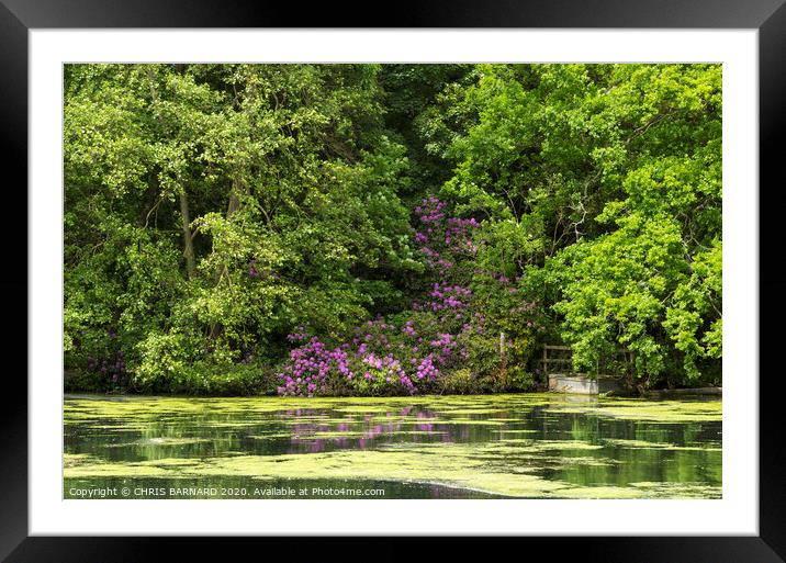 River Poulter at Clumber Park Framed Mounted Print by CHRIS BARNARD