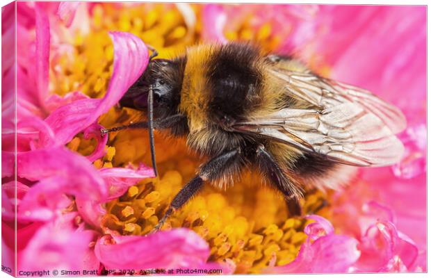 White tailed bumblebee macro sat on a pink Aster Canvas Print by Simon Bratt LRPS