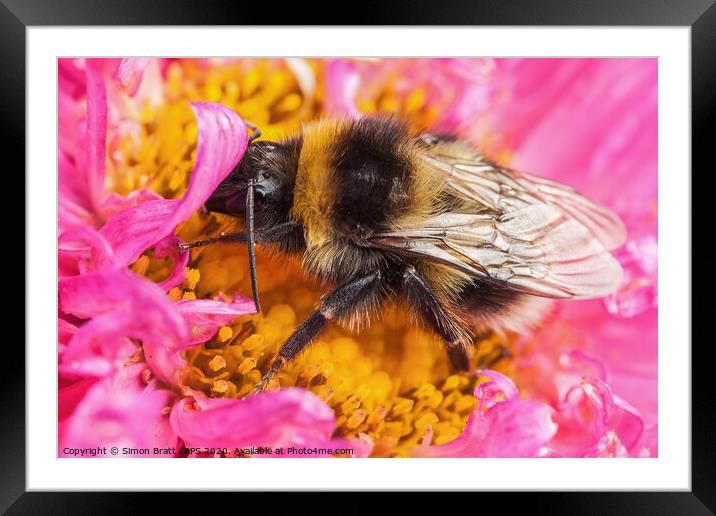 White tailed bumblebee macro sat on a pink Aster Framed Mounted Print by Simon Bratt LRPS