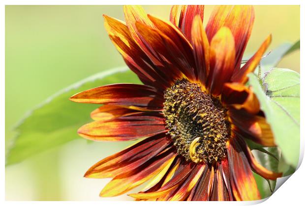 Close up Sunflower Print by Susan Snow