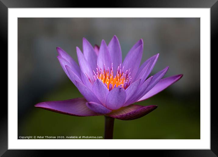 Enchanting Purple Lily Framed Mounted Print by Peter Thomas