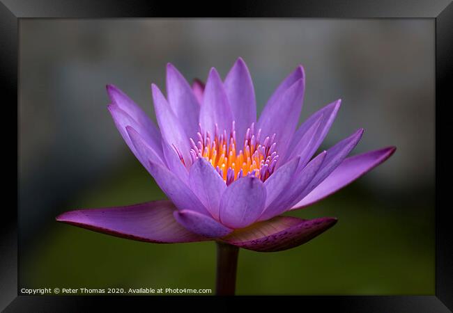 Enchanting Purple Lily Framed Print by Peter Thomas