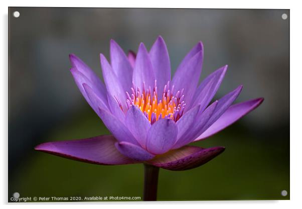 Enchanting Purple Lily Acrylic by Peter Thomas