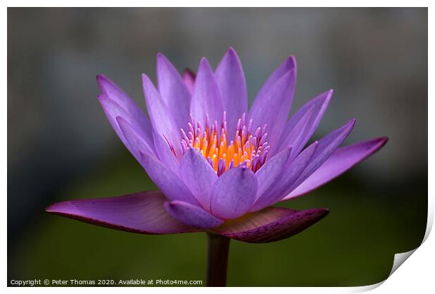 Enchanting Purple Lily Print by Peter Thomas