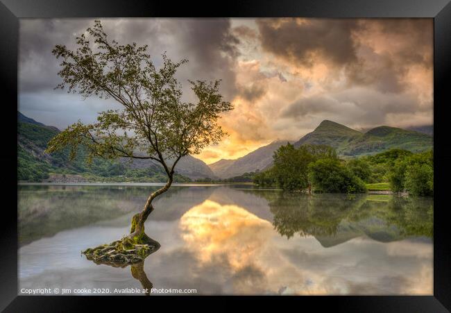 The Lone Tree Framed Print by jim cooke